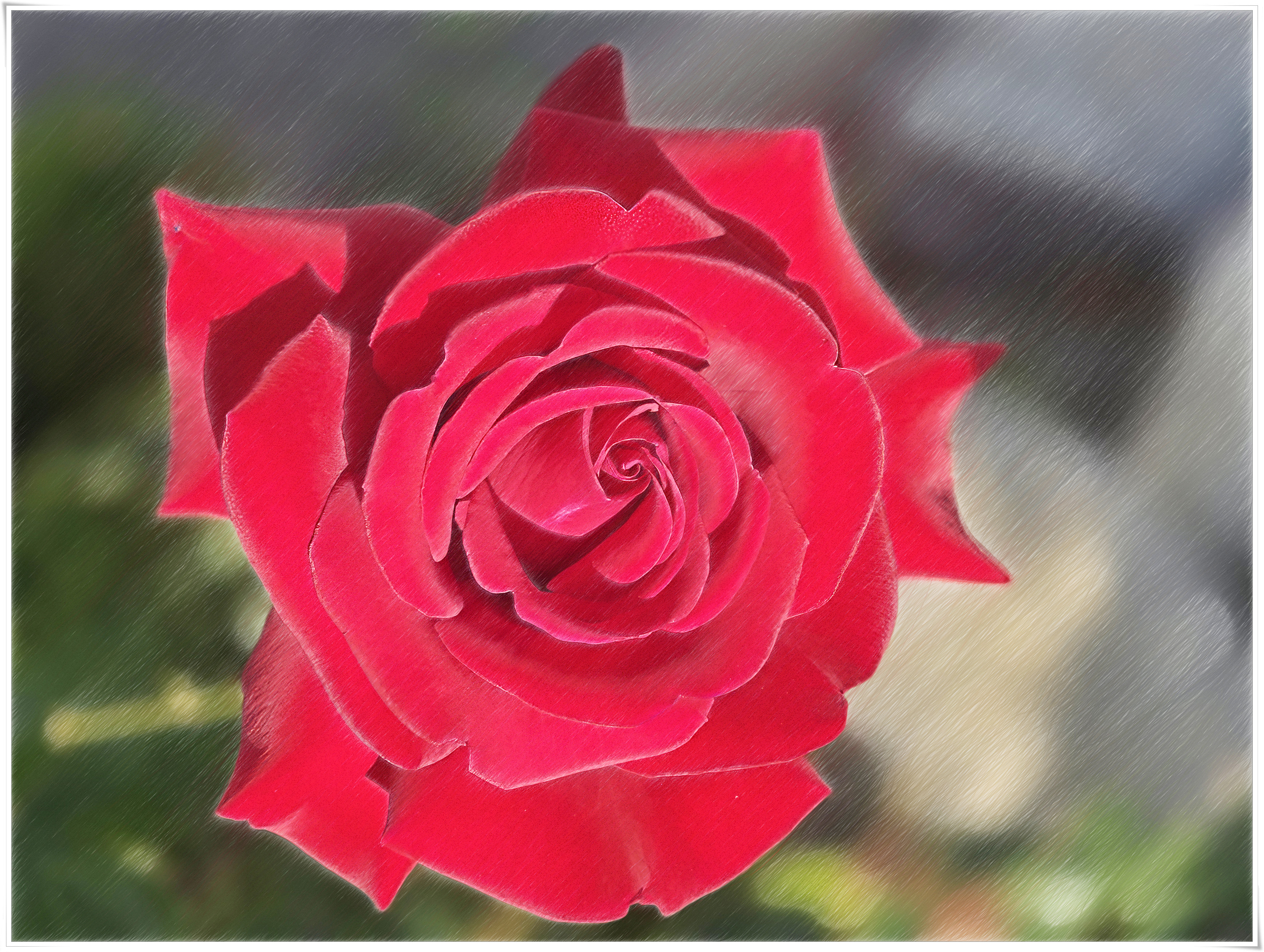 20260525_rose-sk.jpg